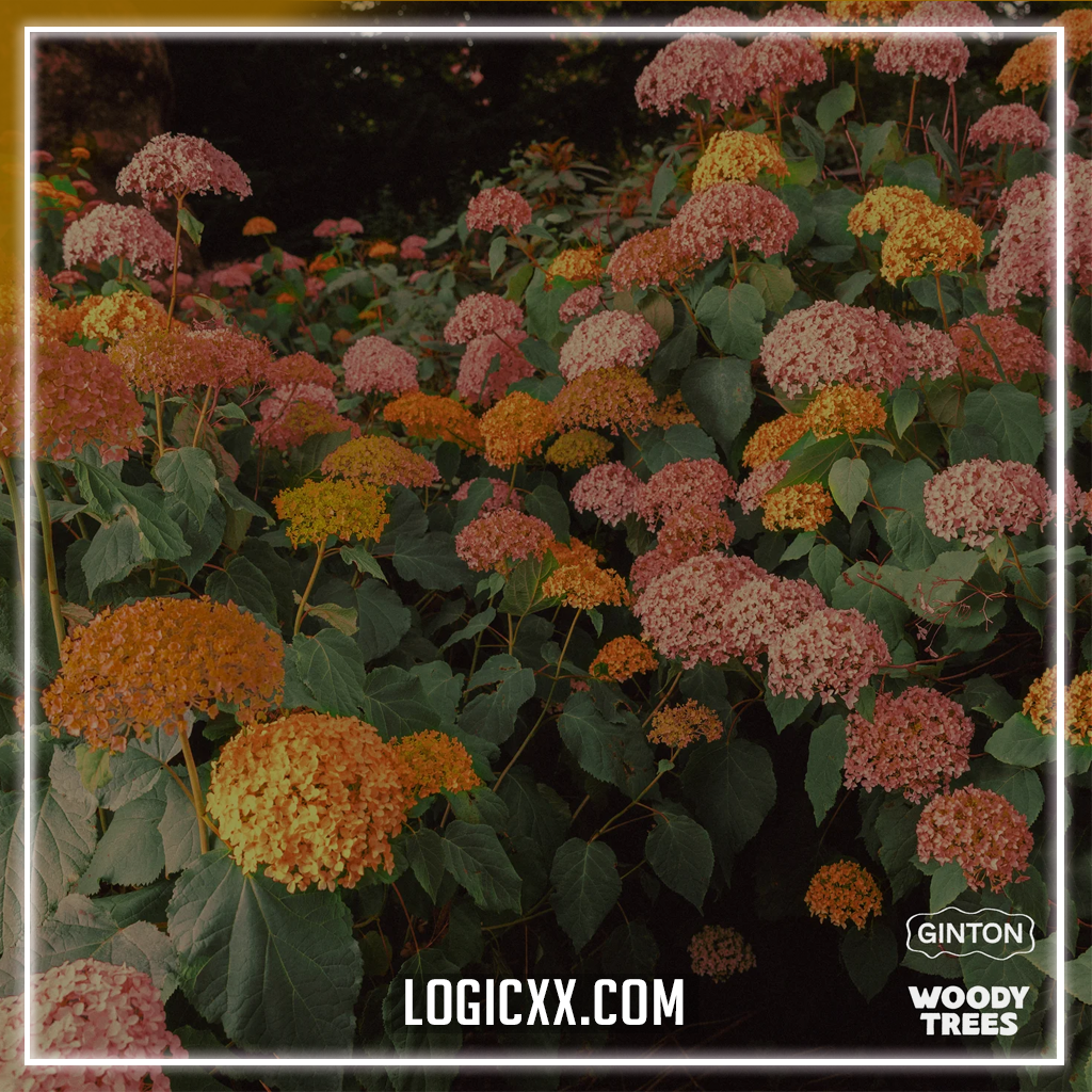 Ginton & 1da Banton - One Millie Logic Pro Remake (Dance Pop) – logicxx